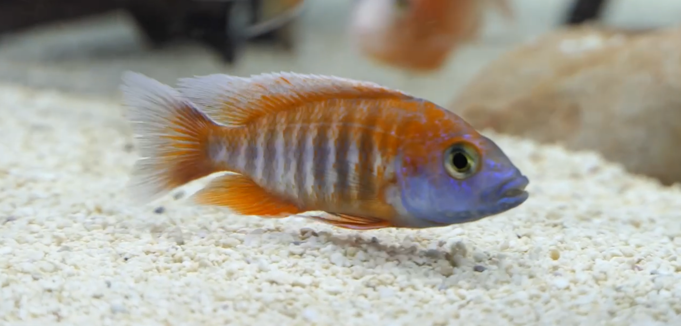 Aulonocara Jacobfreibergi, Eureka Red