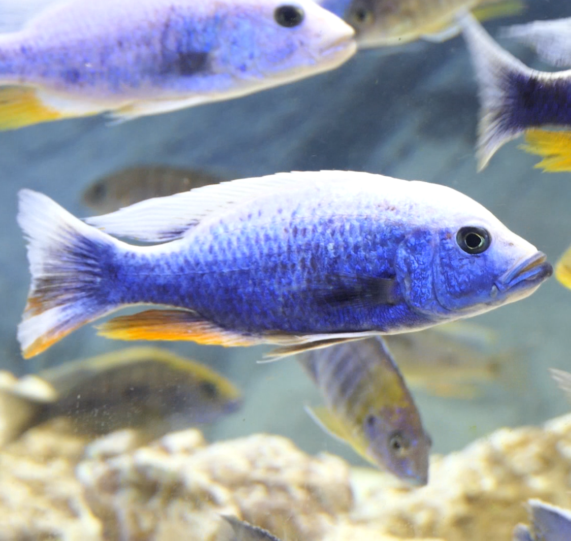 Sciaenochromis Fryeri – Iceburg Blue