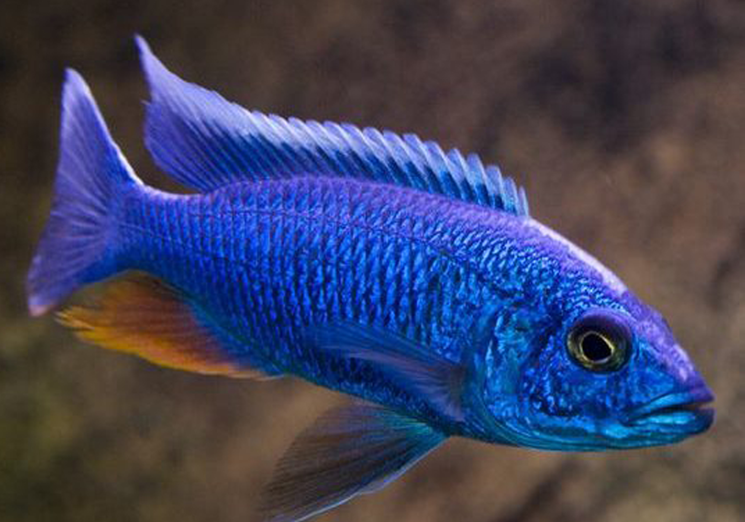 Malawi Cichlids UK